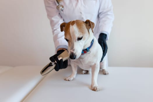 Grooming procedure in a veterinary clinic. A girl in a white coat and black gloves removes and trims the old fur of an overgrown Jack Russell Terrier puppy on a white table