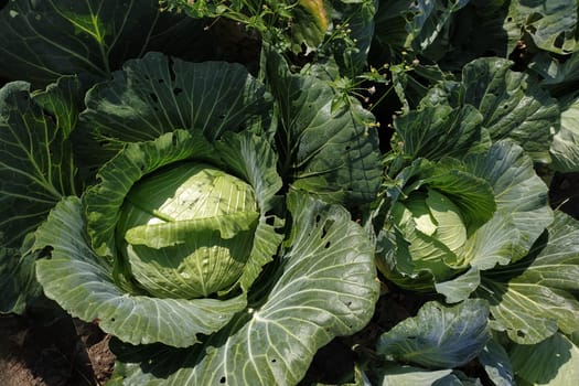 One head of large green cabbage in the garden, growing vegetables.