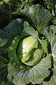 One head of large green cabbage in the garden, growing vegetables.
