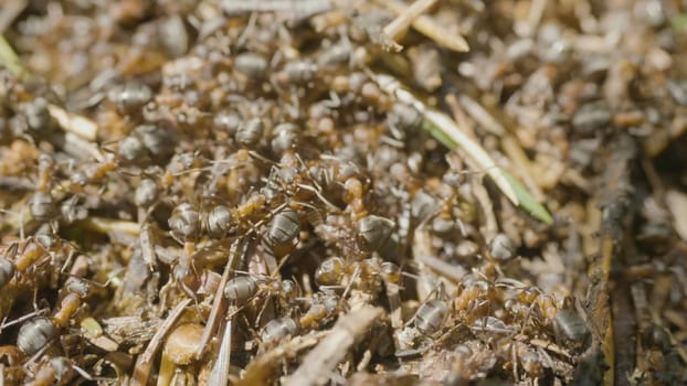 Ants building an anthill. Colony insects. Macro. Red forest ants. Anthill in the forest closeup.