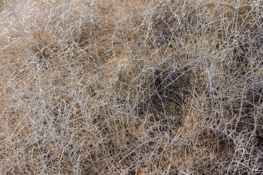 dry caragana spinosa low shrub at sunny autumn afternoon, full-frame background and texture