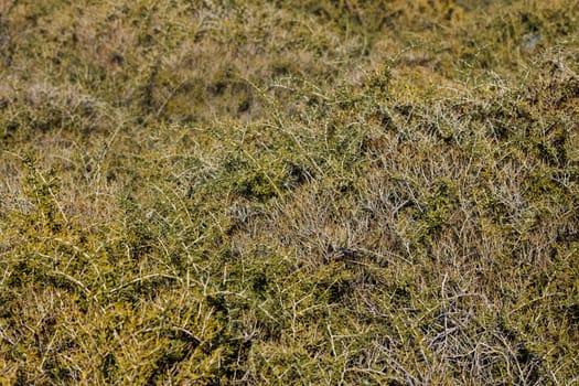 caragana spinosa low shrub at sunny autumn afternoon, full-frame background and texture