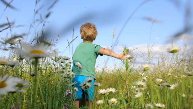 Rear view of boy running in field. Creative. Cinematic running child in flower field. Chamomile meadow and running child on sunny summer day.