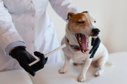 A veterinarian in a white uniform gives medicine to a Jack Russell Terrier, demonstrating the procedure of professional pet care
