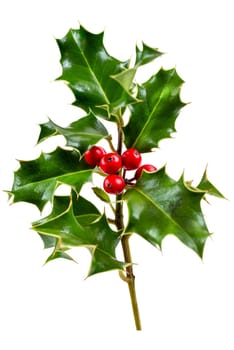 Holly With Red Berries. Traditional festive decoration. Holly branch with red berries on white.