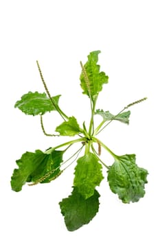 Plantago lanceolata, plantain, ribwort plantain, ribleaf, buckhorn plantain, buckhorn lamb's tongueon white