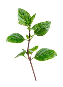 Fresh purple basil leaves isolated on white background