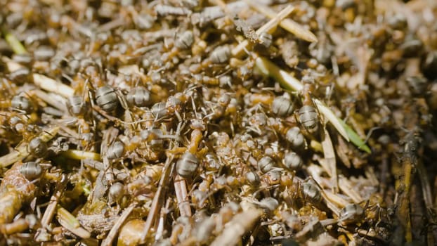 Ants building an anthill. Colony insects. Macro. Red forest ants. Anthill in the forest closeup.