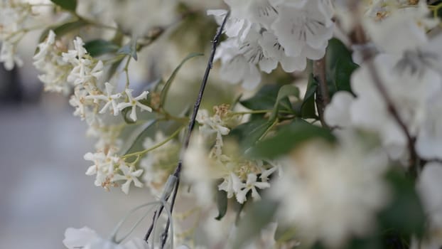 Close up white cherry tree blossom with green leaves. Action. Blooming flowers on a tree branch, summer nature background