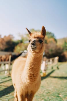 Brown fluffy llama stands on a green pasture. High quality photo