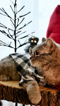 Scottish straight eared cat with glasses and red decorations on Happy New Year, celebrating Holiday Merry Christmas. Pet sitting on the table at home