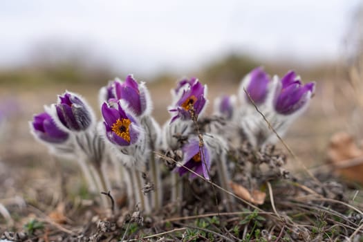 Dream grass spring flower. Pulsatilla blooms in early spring in forests and mountains. Purple pulsatilla flowers close up in the snow.