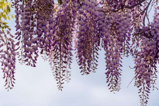 Blooming Wisteria Sinensis with classic purple flowers in full bloom in drooping racemes against the sky. Garden with wisteria in spring