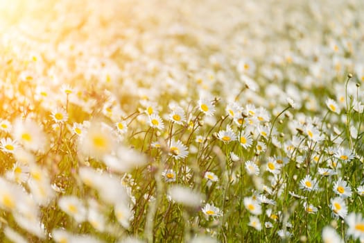 Daisy Chamomile background. Beautiful nature scene with blooming chamomilles in sun flare. Sunny day. Summer flowers