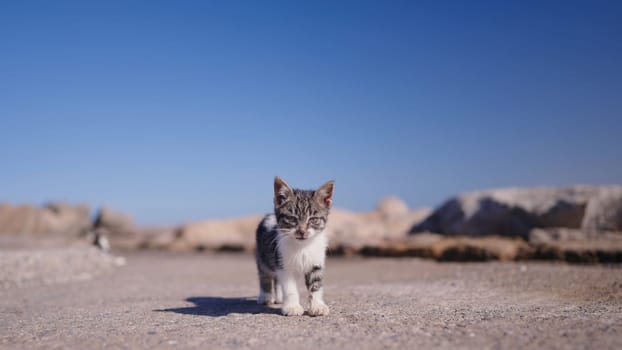 Close-up of kitten on road. Action. Stray kitten is standing on road on hot day. Lonely kitten on road in desert.