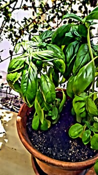 A lush and mature potted basil plant to season dishes.