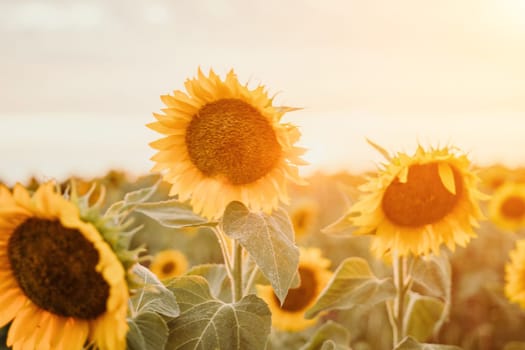 Close-up of a sunflower growing in a field of sunflowers during a nice sunny summer day with some clouds. Helianthus