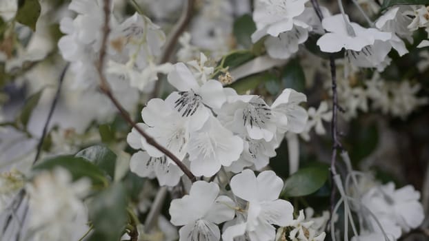 Close up white cherry tree blossom with green leaves. Action. Blooming flowers on a tree branch, summer nature background