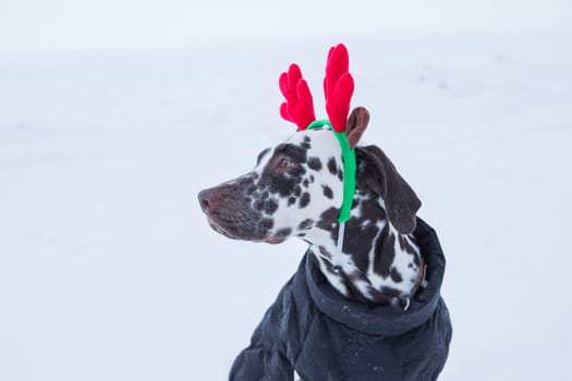 Close up portrait of funny beautiful dog in christmas deer costume looking to the side and licking itself, isolated on light background