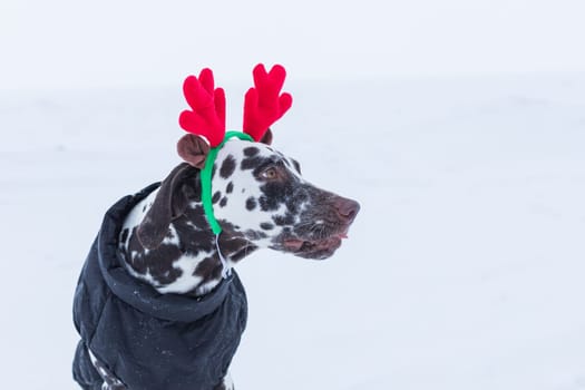 chocolate labrador retriever dog in funny deer antlers stands in the snow in winter. a pet is resting after a walk.