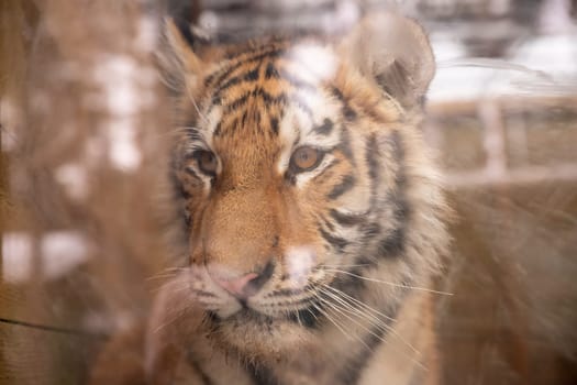 The tiger in the aviary of the zoo rests its nose against the dirty scratched muddy glass.