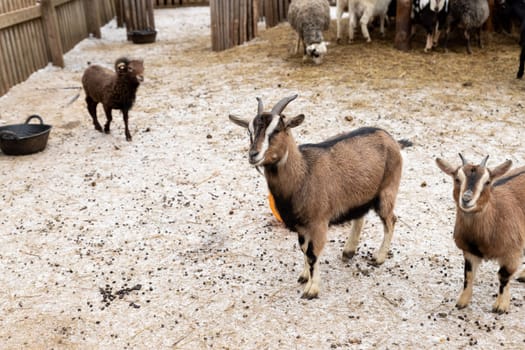 White goat, male hornless breed zaanen. The head is tilted to one side, looks out of the barn, it's winter, it's snowing. Concept: eco-farm, lifestyle, home farm, goat breeding, ecological product