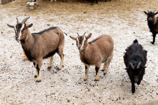 White goat, male hornless breed zaanen. The head is tilted to one side, looks out of the barn, it's winter, it's snowing. Concept: eco-farm, lifestyle, home farm, goat breeding, ecological product