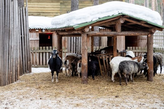 White goat, male hornless breed zaanen. The head is tilted to one side, looks out of the barn, it's winter, it's snowing. Concept: eco-farm, lifestyle, home farm, goat breeding, ecological product