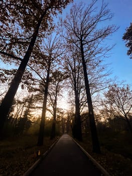 prospect Autumn avenue of fallen trees in the evening.