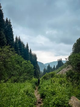 mountain trail with green trees and bushes on a summer day.