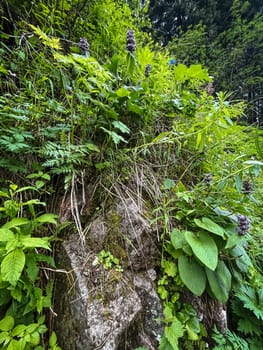 a huge stone covered with greenery, green mountain plants on a summer day.