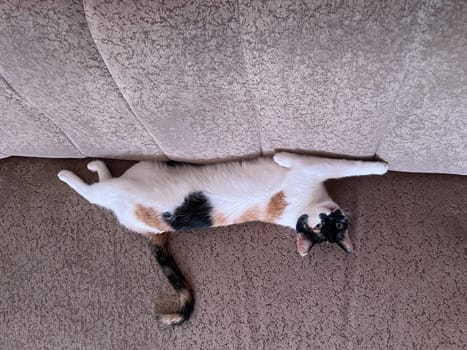 the tricolor cat lies stretched out on the sofa and rests.