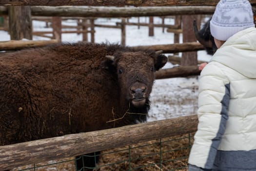 Winter scene.Large brown European bison .Close-up. Serious look. Day. National park.