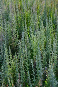 Background from a twigs of young wormwood in nature