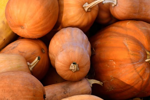 Ripe orange pumpkin lies in heap in nature