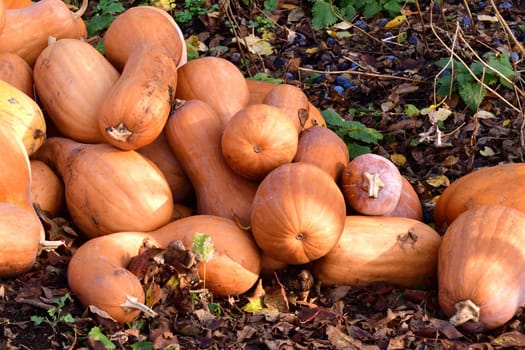 Ripe orange pumpkin lies in heap in nature