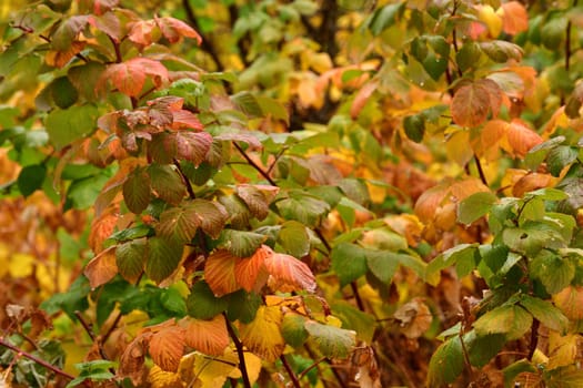 Autumn garden with raspberry bushes wet from the rain