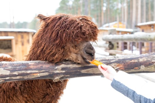 Blond preschool european girl feeding fluffy furry alpacas lama. Happy excited child feeds guanaco in a wildlife park.