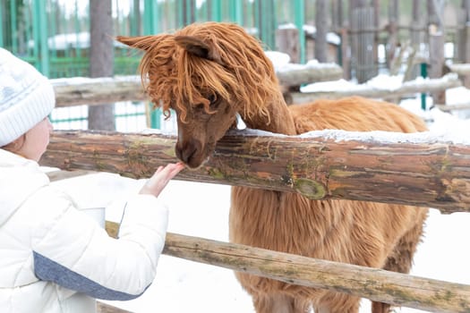 Blond preschool european girl feeding fluffy furry alpacas lama. Happy excited child feeds guanaco in a wildlife park.