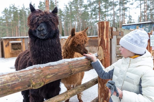 Blond preschool european girl feeding fluffy furry alpacas lama. Happy excited child feeds guanaco in a wildlife park.