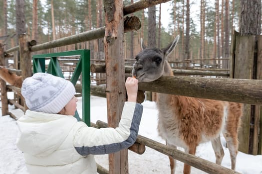 Young european woman feeding fluffy furry alpacas lama. Happy excited adult feeds guanaco in a wildlife park. Family leisure and activity for vacations or weekend