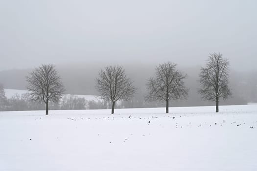 Winter time in the forest. Trees with snow. Nature - landscape.
Concept for winter season and living environment.