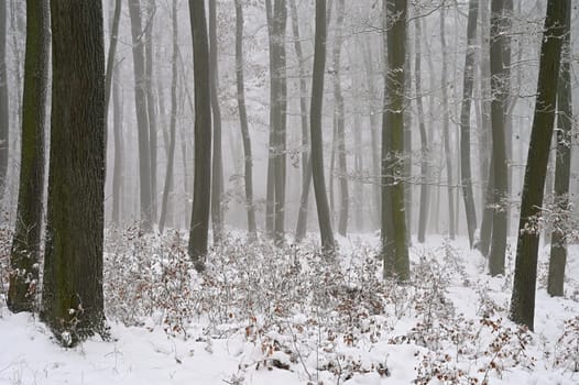 Winter time in the forest. Trees with snow. Nature - landscape.
Concept for winter season and living environment.