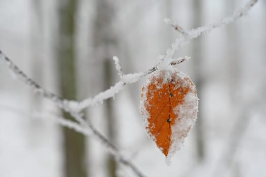 Winter nature colorful background. Snowy twig on a tree.