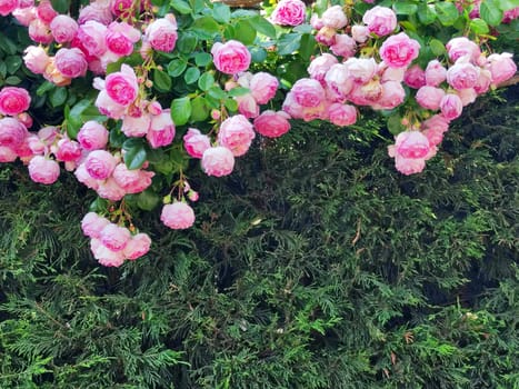 blooming branches of a climbing pink rose on a coniferous green hedge, copy space