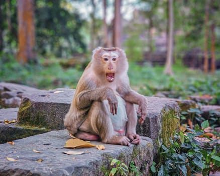 Macaque monkeys, Macaca fascicularis fascicularis, shouting at Angkor by day, Siem Reap, Cambodia