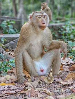 Macaque monkeys, Macaca fascicularis fascicularis, resting at Angkor by day, Siem Reap, Cambodia