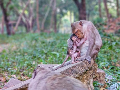 Macaque monkeys, Macaca fascicularis fascicularis, mum and baby huging at Angkor by day, Siem Reap, Cambodia