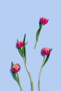 Holiday card with freshly cut tulips on vertical blue background.