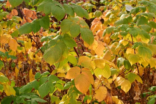 autumn raspberry bush with yellow leaves in garden